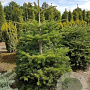 Abies nordmanniana 150-175 cm draadkluit solitair