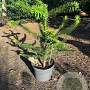 Araucaria araucana 60-80 cm 10L
