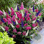 Buddleja davidii 'Tricolor' 30-40 cm 3,0L