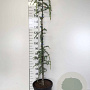 Cedrus l. 'Glauca Pendula' 150-175 cm draadkluit solitair