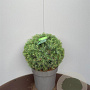 Cedrus deodara 40-50 cm 15L bol