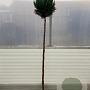 Chamaecyparis l. 'Columnaris' 160 cm stam 25L bol
