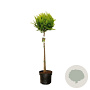 Chamaecyparis l. 'Stardust' 80 cm stam 10L kroon