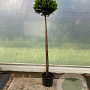 Chamaecyparis l. 'Stardust' 160 cm stam 25L bol