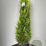 Chamaecyparis l. 'Yvonne' 100-120 cm 18L