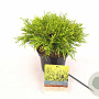 Chamaecyparis p. 'Filifera Aurea' 25-30 cm 2,0L