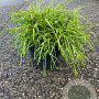 Chamaecyparis p. 'Filifera Nana' 25-30 cm 2,0L