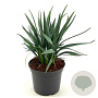 Dianella caerulea Casa Blue 25-30 cm 2,0L