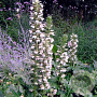 Acanthus mollis 'Rue Ledan' GM P9