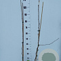 Ginkgo biloba 80-100 cm 4,0L spil