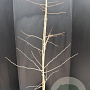 Ginkgo biloba 175-200 cm 10L
