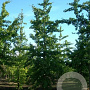 Ginkgo biloba 18-20 HO draadkluit 250 cm stam