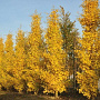 Ginkgo bil. 'Fastigiata' 300-350 cm container bijenkorf