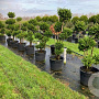 Juniperus chinensis 125-150 cm cont. 90L pompon