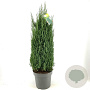 Juniperus chin. 'Stricta' 80-90 cm 18L