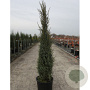 Juniperus comm. 'Sentinel' 200-250 cm cont. 110L