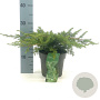 Juniperus conferta 'Schlager' 20-30 cm 2,0L