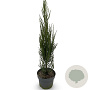 Juniperus s. 'Blue Arrow' 60-80 cm 4,0L