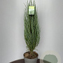 Juniperus s. 'Blue Arrow' 80-100 cm 10L