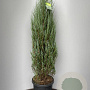Juniperus s. 'Blue Arrow' 120-140 cm 20L