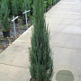 Juniperus s. 'Blue Arrow' 125-150 cm 12L
