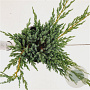 Juniperus squamata 'Blue Carpet' 25-30 cm 2,5L