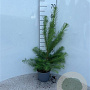 Larix kaempferi 40-60 cm 2,0L