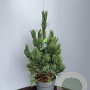 Pinus cembra 50-70 cm 10L