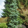 Pinus koraiensis 'Silveray' 80-100 cm met kluit