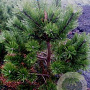 Pinus mugo 'Gnom' 100 cm 20L