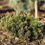 Pinus mugo 'Klosterkötter' 40-50 cm 20L breed