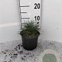 Pinus mugo mugo plantgoed 2,0L