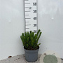 Pinus mugo pumilio 10-12 cm 5,0L
