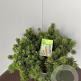 Pinus mugo pumilio 50-60 cm 18L