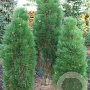 Pinus nigra 'Green Rocket' 200-250 cm cont. 180L