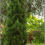 Pinus nigra 'Molette' 200-250 cm cont. 180L