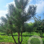 Pinus nigra nigra 45-50 HO draadkluit 250 cm stam