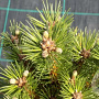 Pinus resinosa 'Nana' 70-80 cm 50L breed