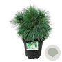 Pinus schwerinii 'Wiethorst' 80-100 cm 20L