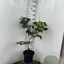 Aesculus parviflora 60-80 cm 7,5L