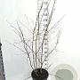 Amelanchier lamarckii 125-150 cm 20L