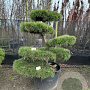 Pinus sylvestris 200-225 cm cont. 160L bonsai