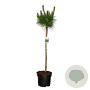 Pinus sylvestris 80 cm stam 10L bol
