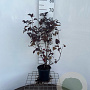 Physocarpus opulif. 'Andre' 40-50 cm 2,5L