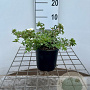 Potentilla f. 'Manchu' 25-30 cm C1.3