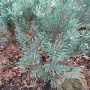 Pinus sylv. 'Watereri' 60-80 cm met kluit