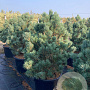 Pinus sylv. 'Watereri' 80-90 cm cont. 80L