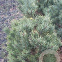 Pinus sylv. 'Watereri' 80-100 cm met kluit