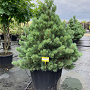 Pinus sylv. 'Watereri' 100-125 cm cont. 180L breed