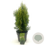 Platycladus or. 'Aurea Nana' 25-30 cm 2,0L